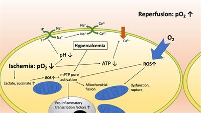 Minimizing Ischemia Reperfusion Injury in Xenotransplantation